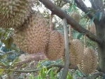 Vietnamese Fresh Durians