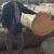 Import White African Sawn Timber Logs Red Oak Timber Logs Black Round Sawn from Belgium