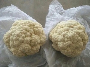 wholesale fresh cauliflower exporter from China