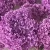 Wholesale Fresh Cut Purple Flower Preserved Eternal Hydrangea
