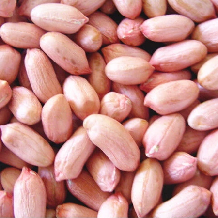 wholesale peanuts raw peanut red skin peanut