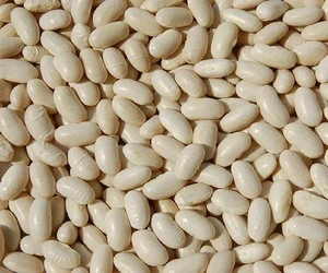 Wholesales Quality White Kidney Beans for factory price