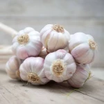 Best Quality Fresh Garlic Available for you with good price.