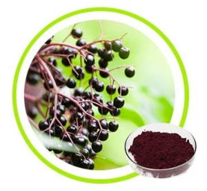 Elderberry Extract powder
