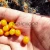 Import Sea Buckthorn Berries - Premium Quality, Direct from Wild Farms from Pakistan