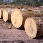 Premium Zebrawood Logs Bulk Supply High Quality Exotic Timber Export Grade Material