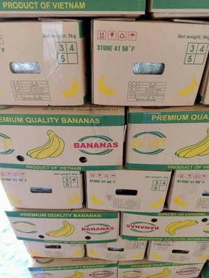 Fresh cavendish bananas