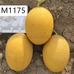M1175 Yellow Hybrid Hami Melon Variety