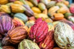 Quality Cocoa Available