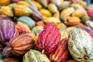Quality Cocoa Available