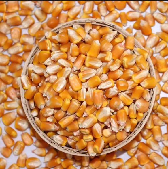 Buy Corn Grain Pure Natural Dried Yellow Corn Maize from Cobra Met Co ...