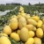 Import M1175 Yellow Hybrid Hami Melon Variety from China