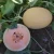 Import M1175 Yellow Hybrid Hami Melon Variety from China