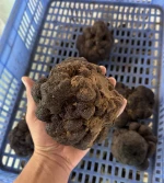 Black & White Truffles from China - Fresh / Frozen / Dried - Tuber Indicum  - Tuber Pseudomagnatum