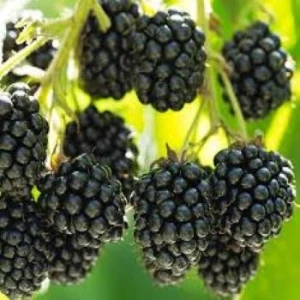 Fresh blackberries for sale