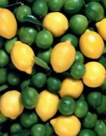 Lemon/Lime