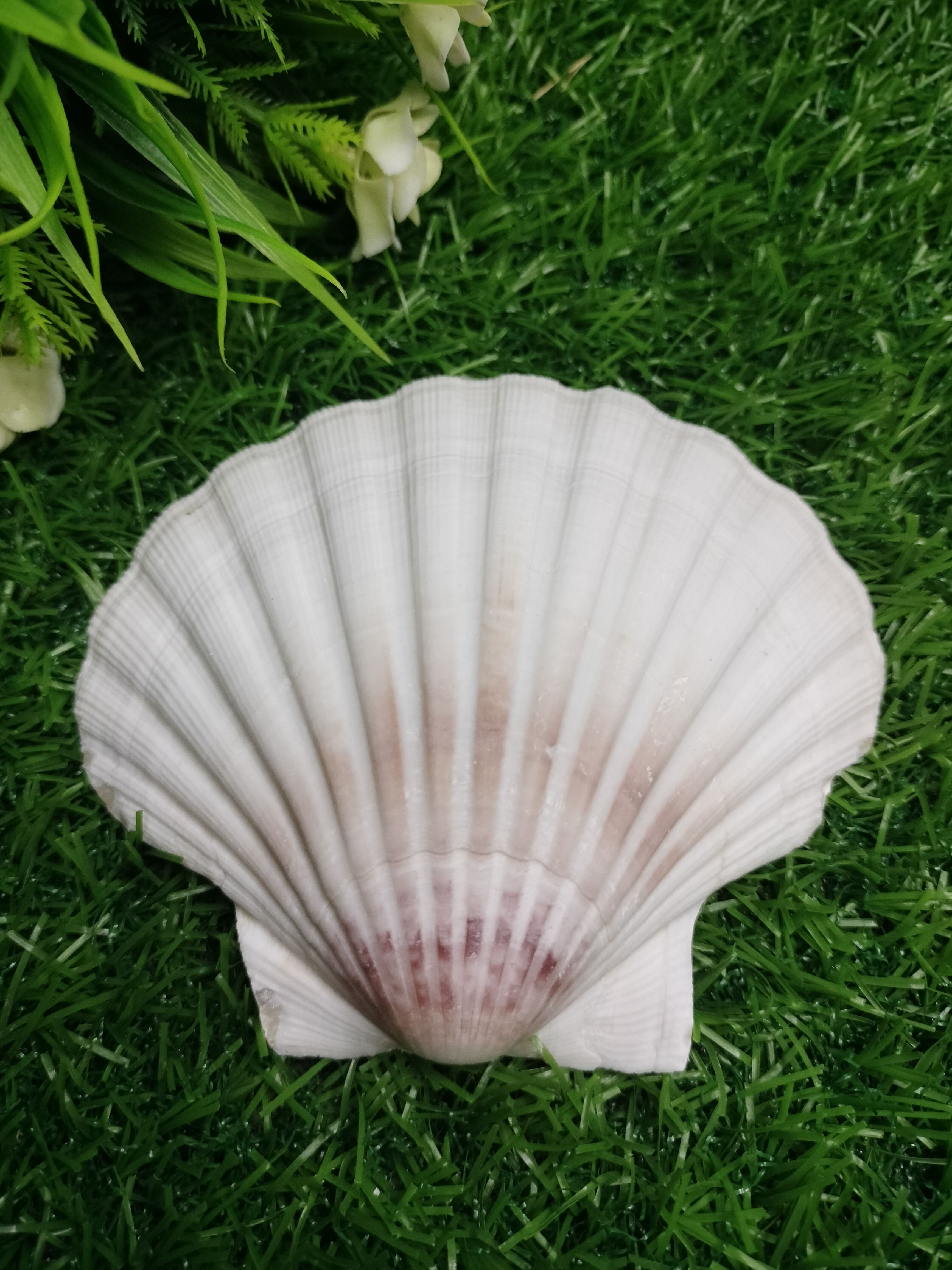 Buy White Scallop Clam Sea Shells (3.5 To 5 Inches) from St. John's ...