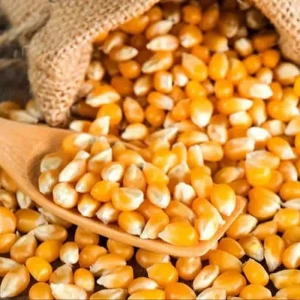High-Quality Corn for Animal Nutrition – Low Moisture, Bulk Packaging