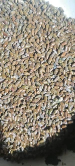 CASSIA TORA SEEDS
