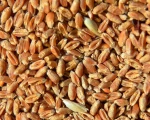 Soft spring wheat (Triticum aestivum L)