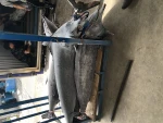 Swordfish