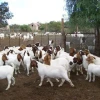 Supplying Live Sheep, Live Goats, Steers, Cows, Young Calves in Best Price