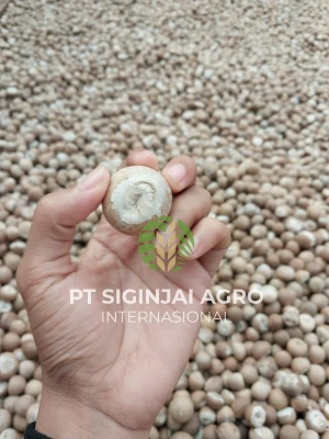 betel nuts / areca nut origin Indonesia