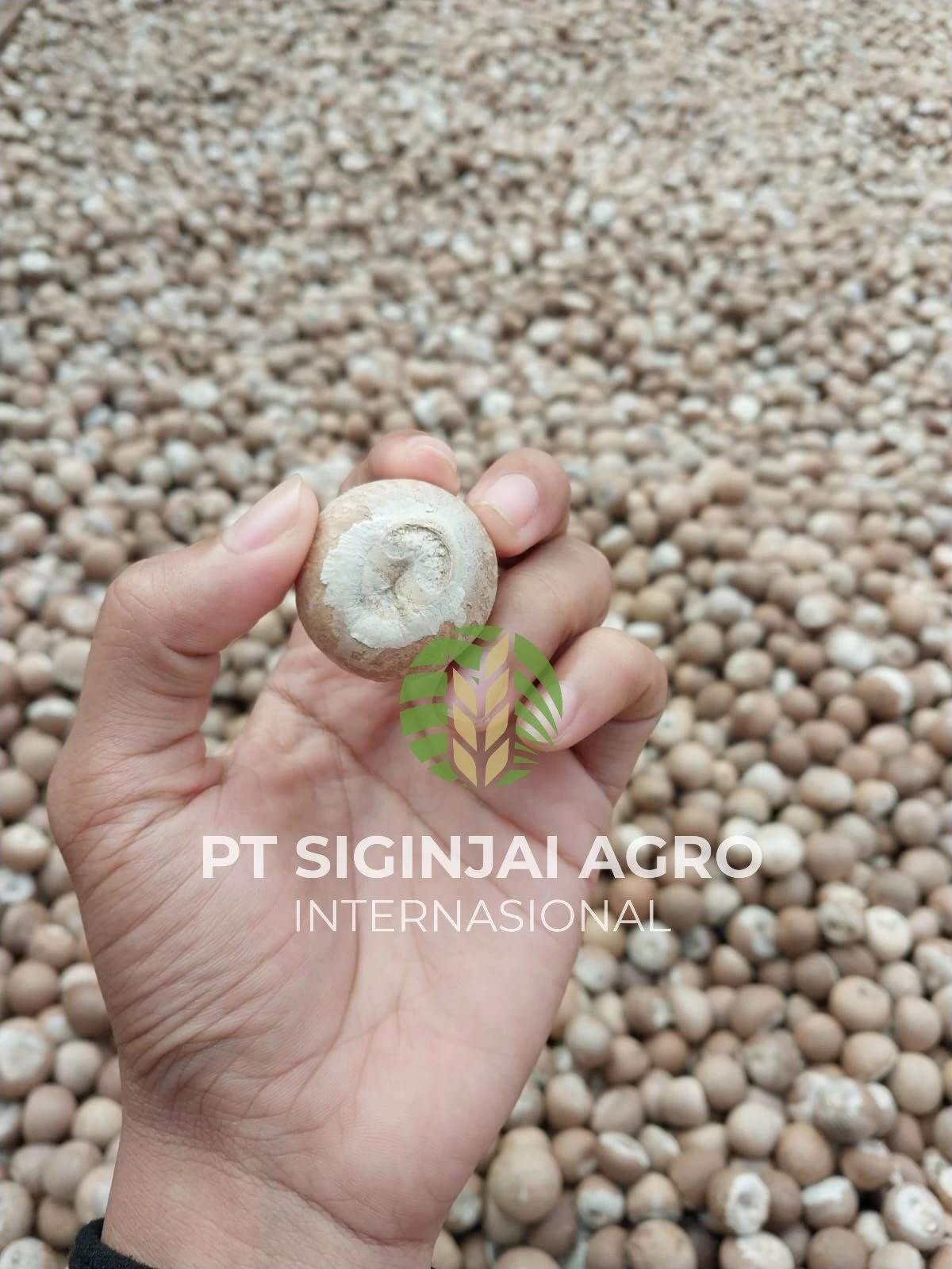 Buy Betel Nuts from PT Siginjai Agro Internasional, Indonesia
