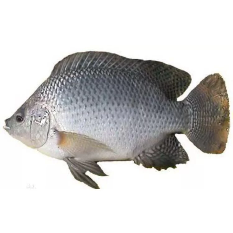 Frozen Tilapia Export, 300500g Whole Round Tilapia Fish/ from Master