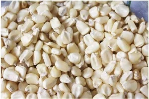 White Corn Maize