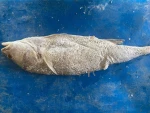 Salted Terusan / Angkua Fish