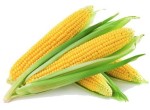 Buy Yellow Corn Maize Wholesale Online