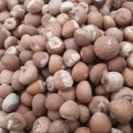 Betel Nuts
