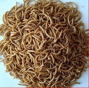 Quality Dried Meal Worms Pet Food