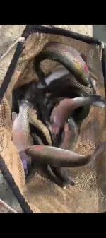 Premium Himalayan Rainbow Trout for Exports