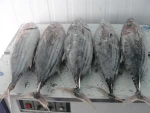 Mackerel Fish Best Quality Whole Round Frozen Pacific