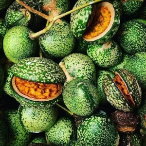 VOACANGA AFRICANA SEEDS