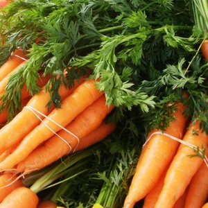 100% Organic  Fresh Carrots from the Farm