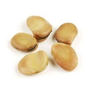 100% Top Quality Fava Beans (Giant)
