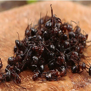 10002 Hei ma yi High Quality black ant herbal medicine