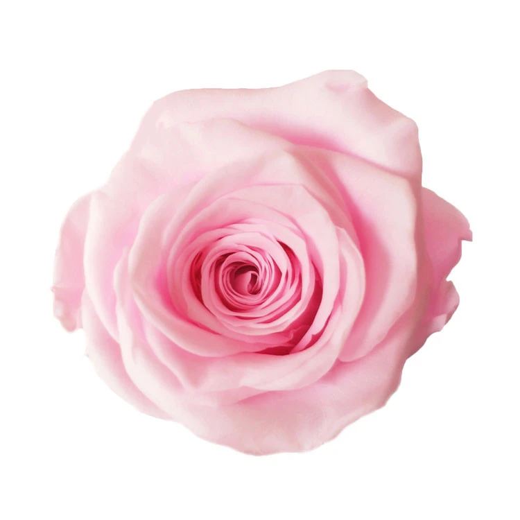 2020 high quality sweet 100% material preserved rose head for wedding bouquet