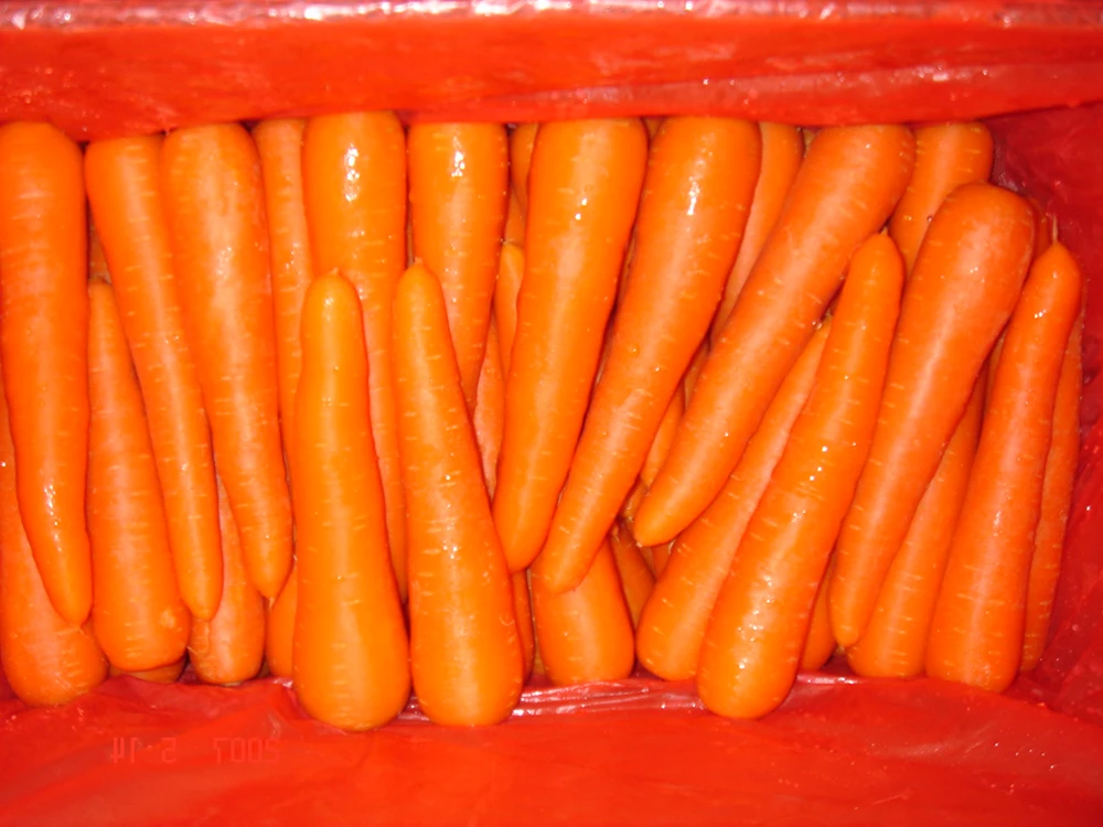 2020 New  High Quality China Fresh Carrot