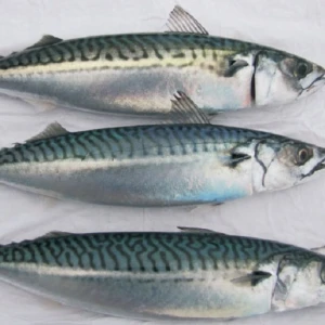 2020 New Season Scomber Japonicus Frozen Pacific Mackerel Fish