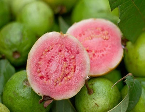 2020 seasonal origin hot selling fresh white and pink guava