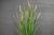 Import 34&#x27;&#x27; artificial wheat plastic barley bonsai from China