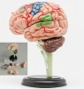 3D Anatomical Brain Model