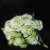Import A variety of colors can be selected fresh flower lisianthus seeds from China