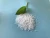 Import Agriculture Fertilizer Epsom Salt Magnesium Sulfate Heptahydrate Magnesium Sulphate Mgso4 99% from China