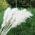 Import Amazon Top Seller Decorative flowers dried flowers White Brown pampas grassFor Home or Weddings Decoration from China