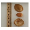 Apricot kernel High quality cheap Price Bulk Quantity available Wholesaler